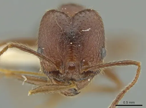 Pheidole nubicola - JTLC000016492