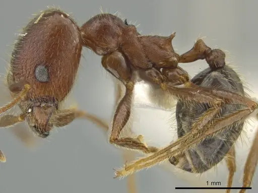 Pheidole nubicola - JTLC000016492