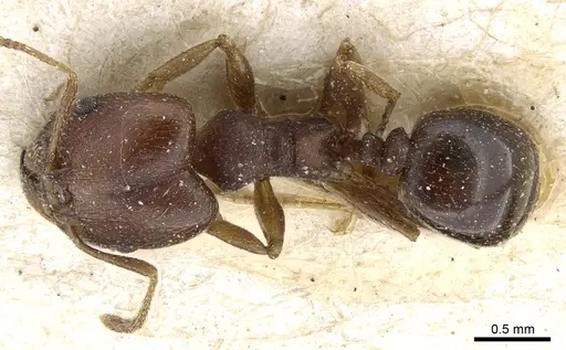 Pheidole nubila specimen