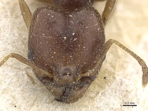 Pheidole nubila specimen