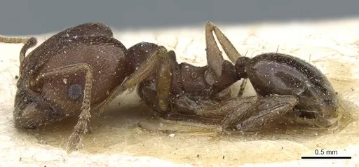 Pheidole nubila specimen