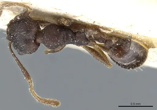 Pheidole nubila - CASENT0904326