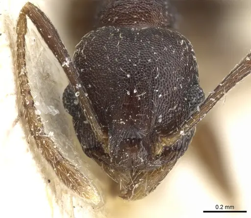 Pheidole nubila - CASENT0904326