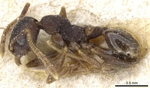 Pheidole nubila - CASENT0904326