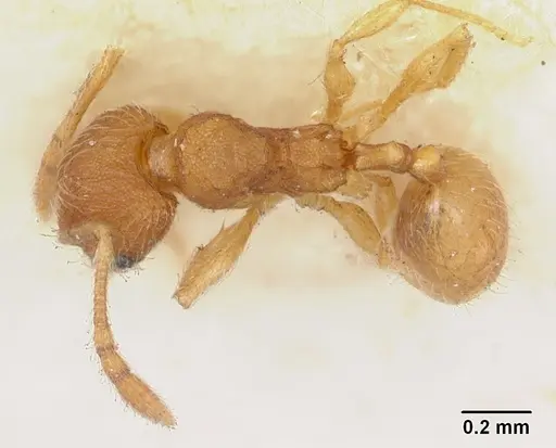 Pheidole nuculiceps specimen