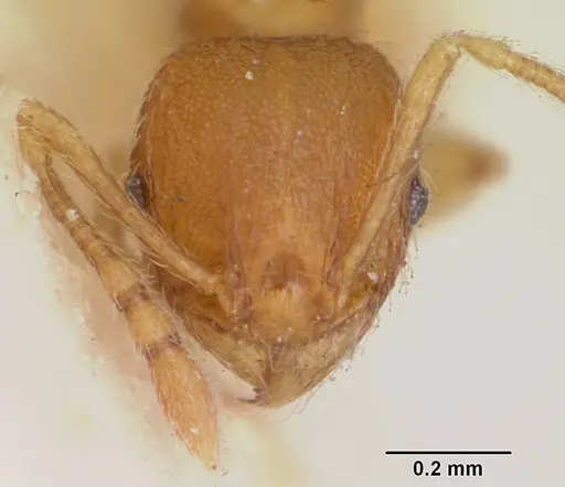 Pheidole nuculiceps specimen