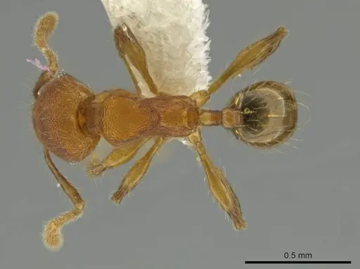Pheidole oaxacana specimen