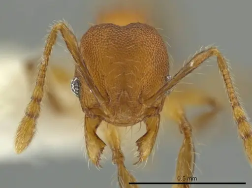 Pheidole oaxacana specimen