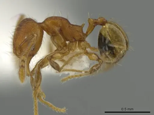 Pheidole oaxacana specimen