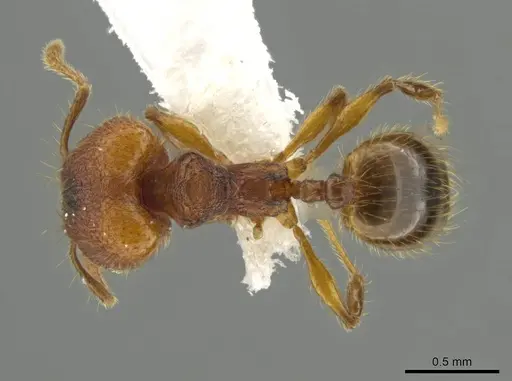 Pheidole oaxacana - CASENT0612755