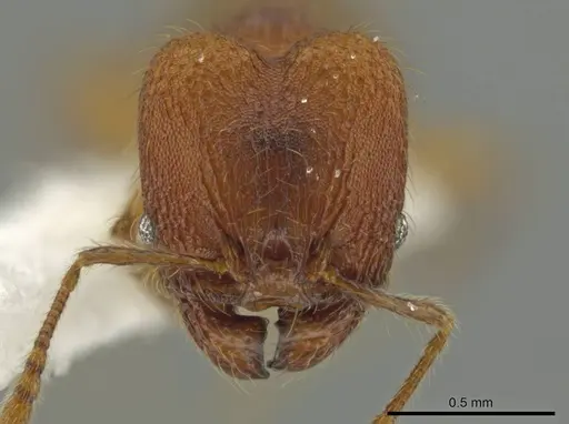 Pheidole oaxacana - CASENT0612755