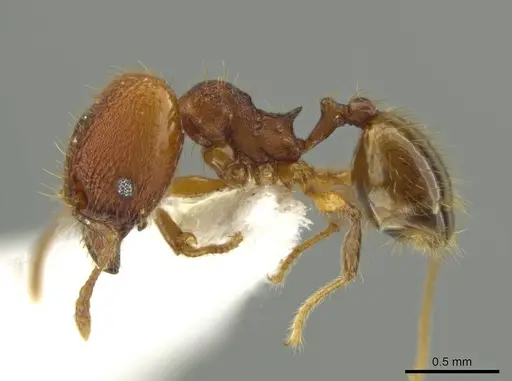 Pheidole oaxacana - CASENT0612755