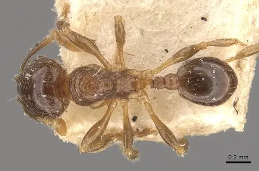 Pheidole obnixa specimen