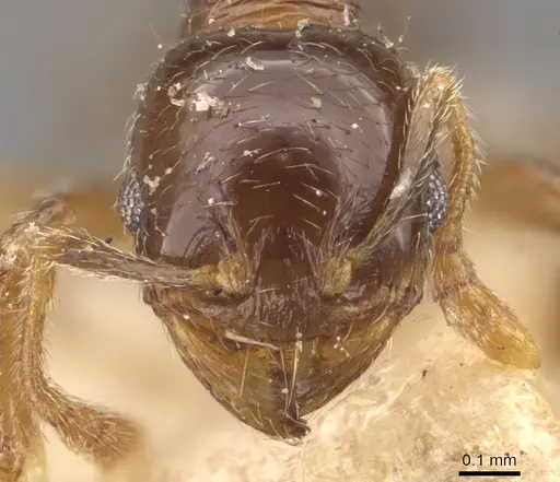 Pheidole obnixa specimen