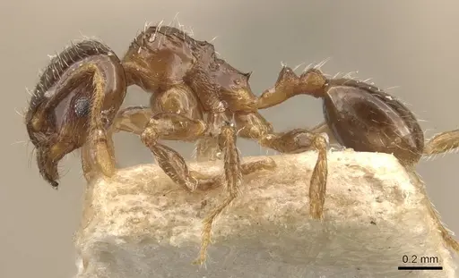 Pheidole obnixa specimen