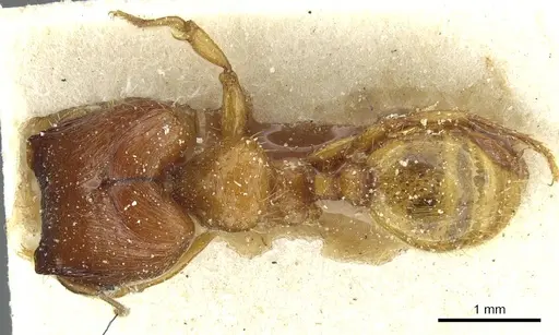 Pheidole obscurifrons specimen
