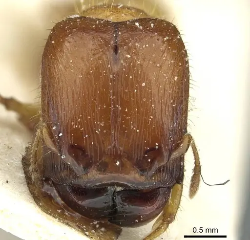 Pheidole obscurifrons specimen