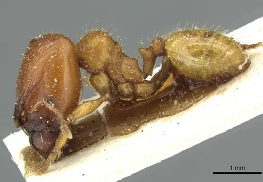 Pheidole obscurifrons specimen