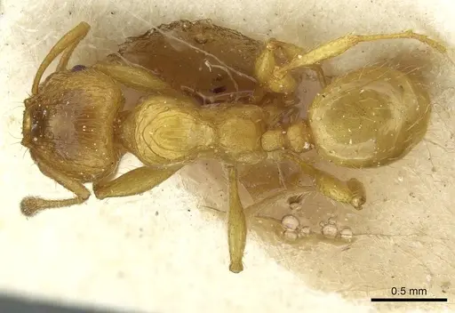 Pheidole obscurifrons - CASENT0913255