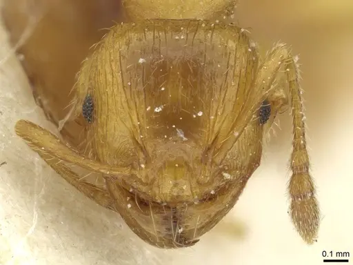 Pheidole obscurifrons - CASENT0913255