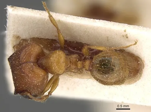 Pheidole obscurifrons - CASENT0922377