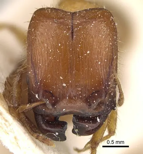 Pheidole obscurifrons - CASENT0922377