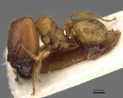 Pheidole obscurifrons - CASENT0922377