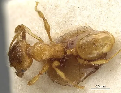 Pheidole obscurifrons - CASENT0922381