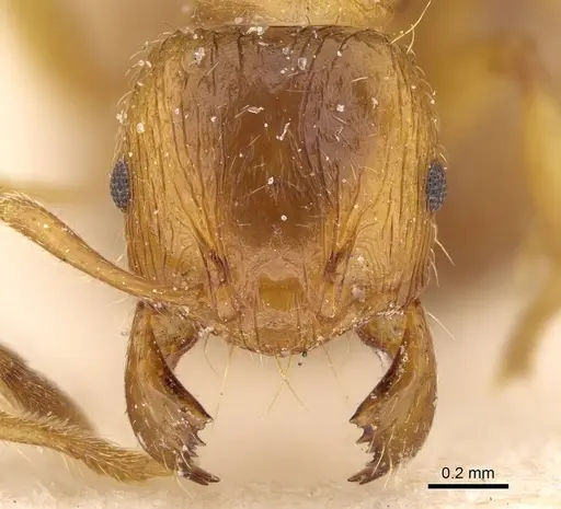 Pheidole obscurifrons - CASENT0922381