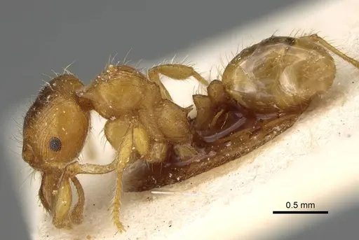 Pheidole obscurifrons - CASENT0922381