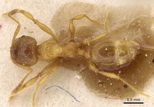 Pheidole obscurifrons - CASENT0922382