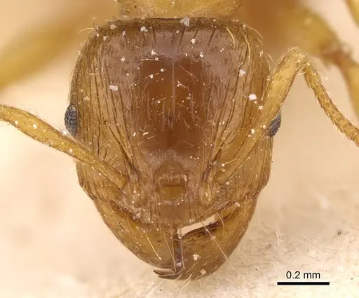 Pheidole obscurifrons - CASENT0922382