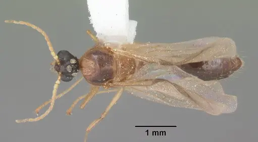 Pheidole obscurithorax specimen