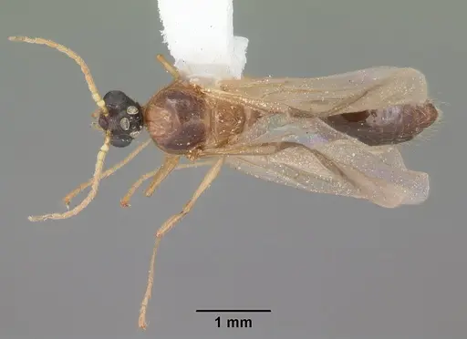Pheidole obscurithorax specimen