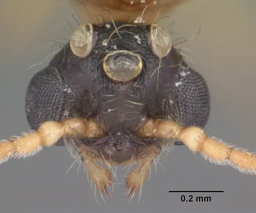 Pheidole obscurithorax specimen