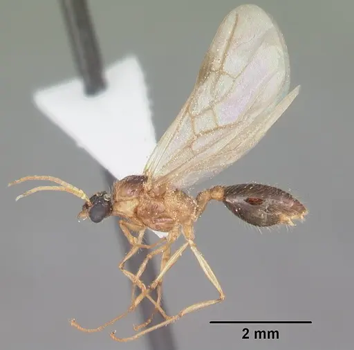 Pheidole obscurithorax - CASENT0104418