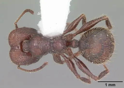 Pheidole obscurithorax - CASENT0104419
