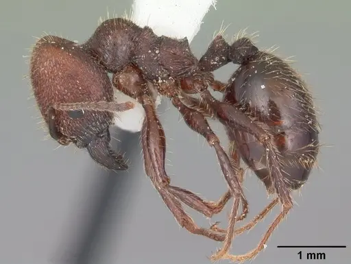 Pheidole obscurithorax - CASENT0104419