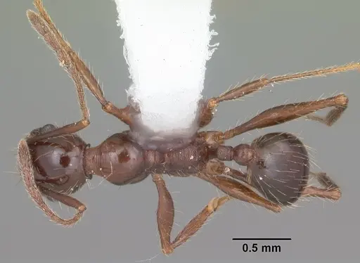 Pheidole obscurithorax - CASENT0104420