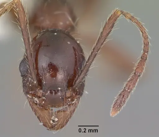 Pheidole obscurithorax - CASENT0104420