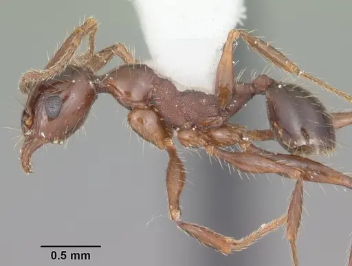 Pheidole obscurithorax - CASENT0104420