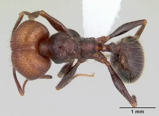 Pheidole obscurithorax - CASENT0178041