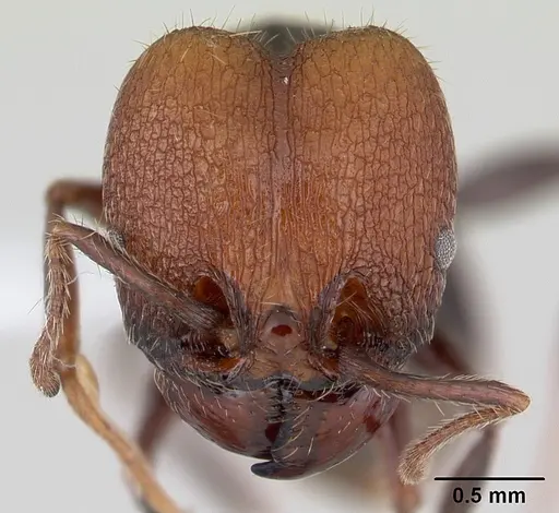 Pheidole obscurithorax - CASENT0178041