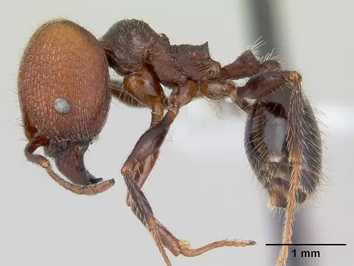 Pheidole obscurithorax - CASENT0178041