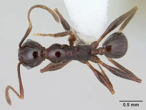 Pheidole obscurithorax - CASENT0178042