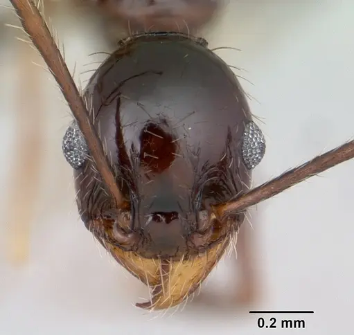 Pheidole obscurithorax - CASENT0178042