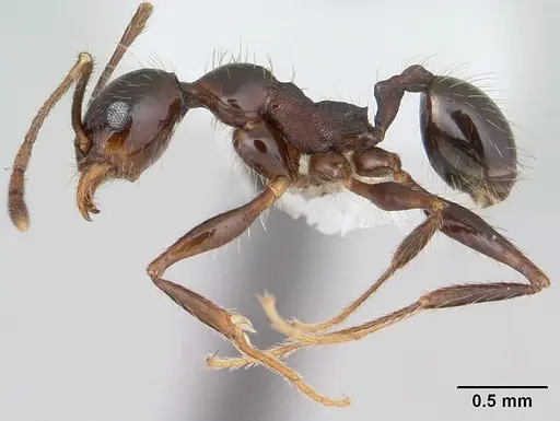 Pheidole obscurithorax - CASENT0178042