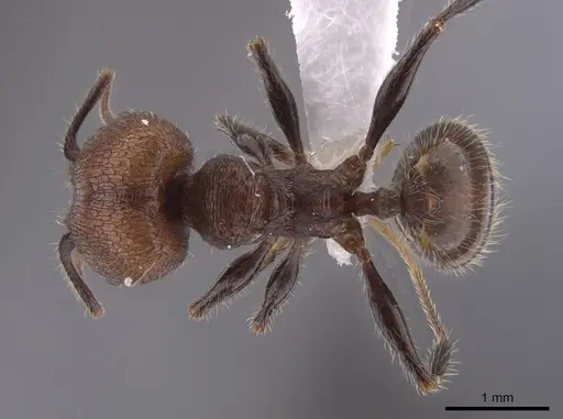 Pheidole obscurithorax - CASENT0653378