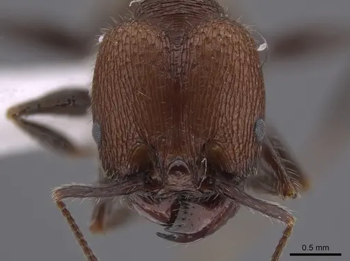 Pheidole obscurithorax - CASENT0653378