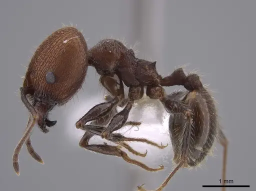 Pheidole obscurithorax - CASENT0653378